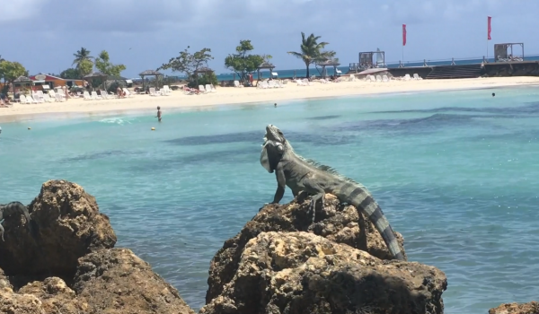 guadeloupe-cedric-annicette