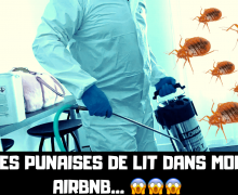 mon-appartement-est-infeste-de-punaises